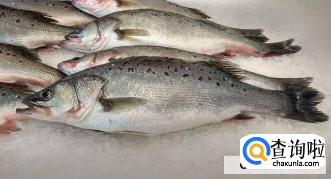 鲈鱼怎么保存新鲜
