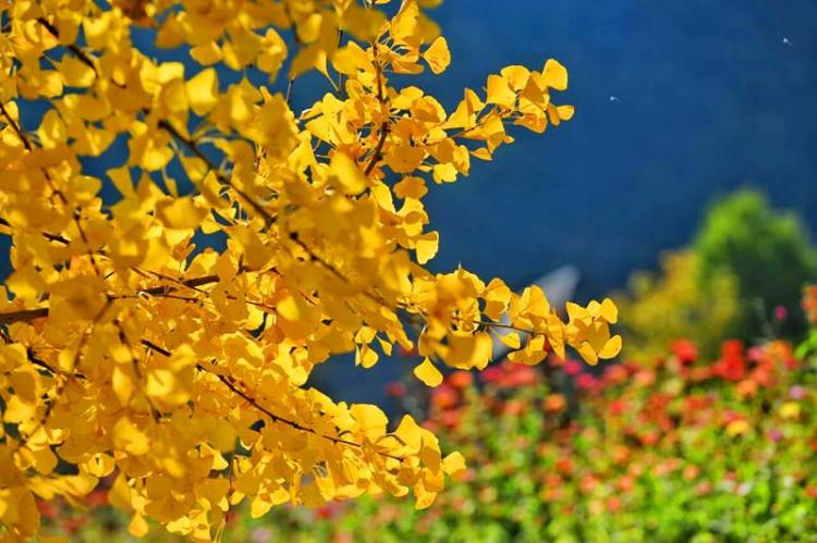 四大镇宅之树是什么