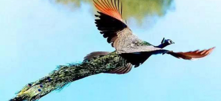 孔雀的尾巴像什么