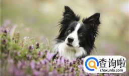 边境牧羊犬的种类