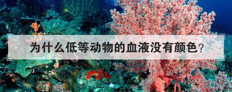 为什么低等动物的血液没有颜色