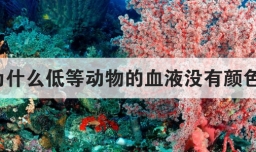 为什么低等动物的血液没有颜色