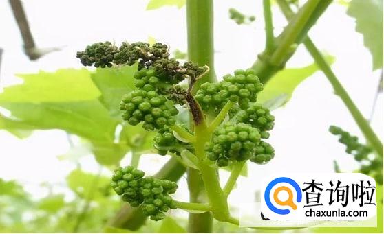 有花穗后怎么修剪葡萄