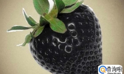 黑色草莓叫什么名字