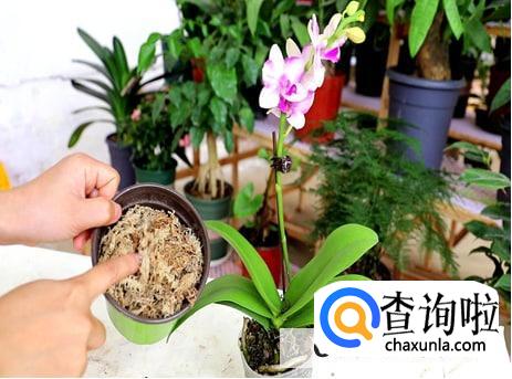 蝴蝶兰开完花怎么养比较好