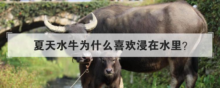 夏天水牛为什么喜欢浸在水里