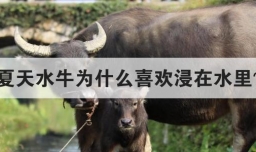 夏天水牛为什么喜欢浸在水里