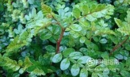 胡椒木的养殖方法