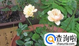 花盆种植月季花不开花的原因及解决办法？