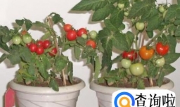 怎样种圣女果，圣女果怎样才能结果多