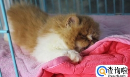 没满月的小猫怎么养，未满月的猫咪吃什么