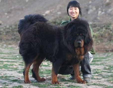 世界上最大的藏獒王