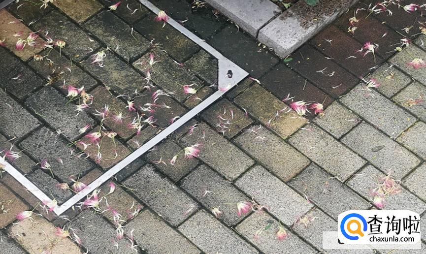 合欢树的养殖方法有哪些