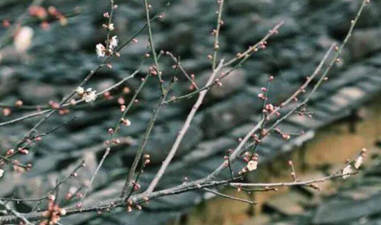 墙角数枝梅全诗及翻译