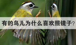 有的鸟儿为什么喜欢照镜子