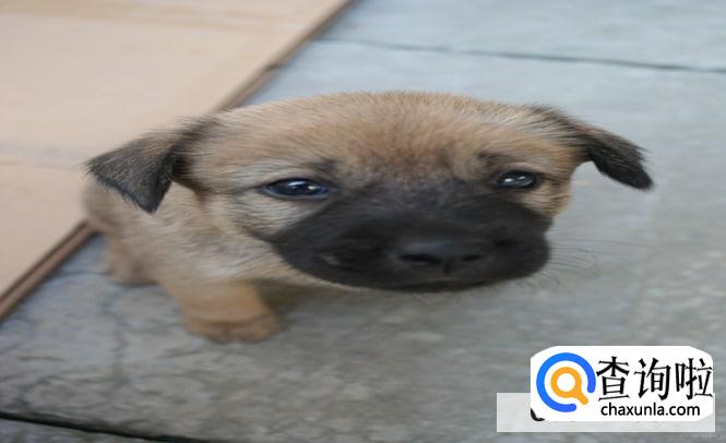 小区有流浪狗要找哪个部门处理好