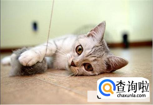猫咪吐猫毛处理措施