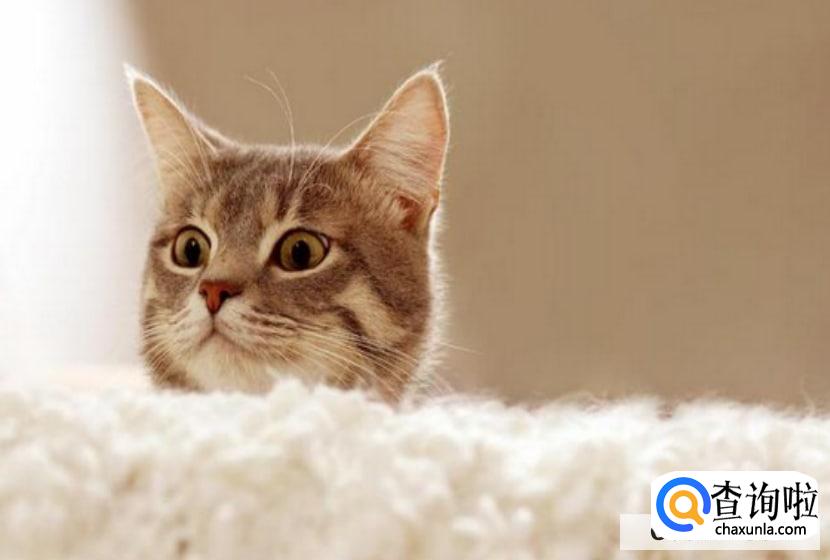 猫咪不拉大便怎么回事