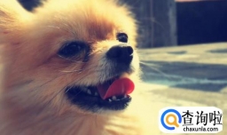 小狗多久可以出门