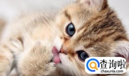 驱猫最有效的方法