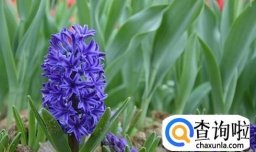 风信子水培和土培种植和注意事项