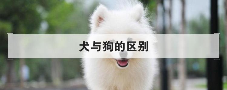 犬与狗的区别