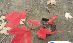 日本红枫苗、日本红枫树的种植方法