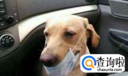 如何给狗狗改变晕车的小技巧