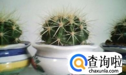 仙人球怎样移栽移植和养护