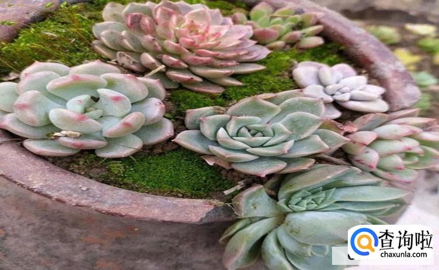 白凤怎么养才会长的茂盛