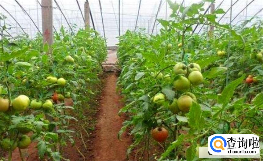 西红柿结果期间要怎样浇水好呢