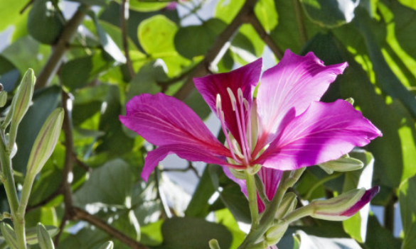 紫荆花的含义是什么