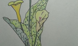 简笔画野花的画法