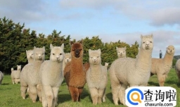 羊驼有哪些外形特征呢？