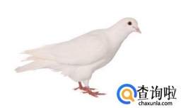 怎么看鸽子公母最准确