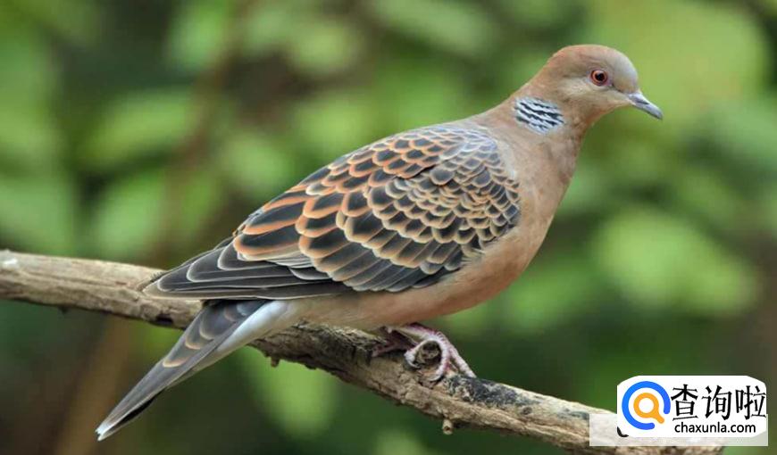 斑鸠是终身夫妻吗