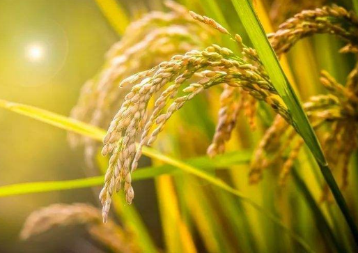 世界粮食日是什么时候