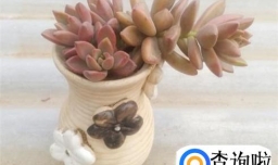 如何养好多肉植物胧月