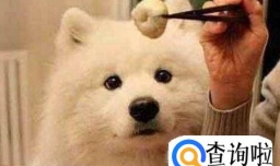 狗狗营养餐做法