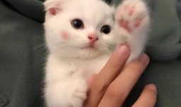 如何正确抚摸、撸猫？