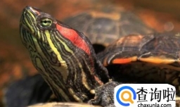 怎么养巴西红耳龟