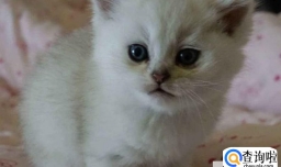 银渐层怎么培育出来的