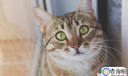 宠物猫上门回收