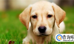 怎么训练狗狗完成动作？坐下，握手，开枪等。