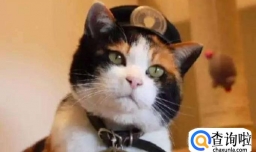 网红宠物是如何养成的