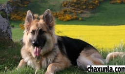 那些狗可以当导盲犬