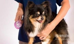 夏天狗狗掉毛怎么办