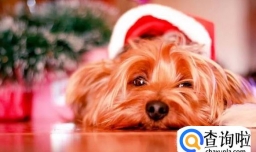 如何给狗狗取名字？