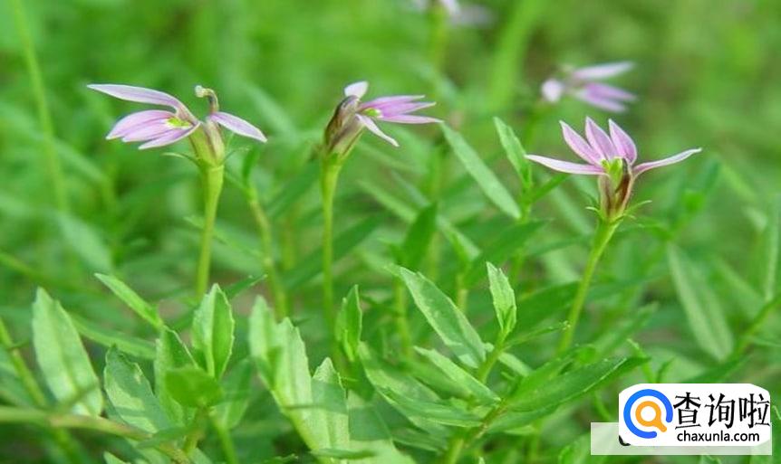 半枝莲长虫了怎么处理