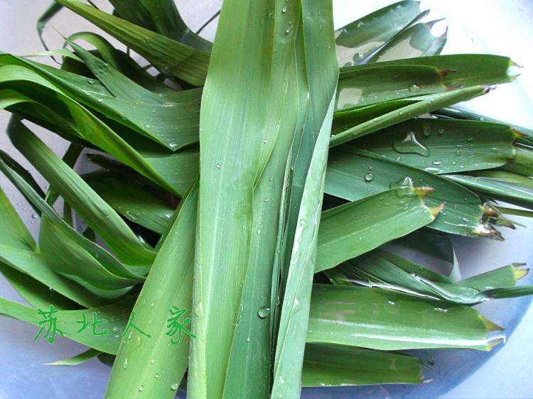 新鲜芦苇叶怎样长期保存